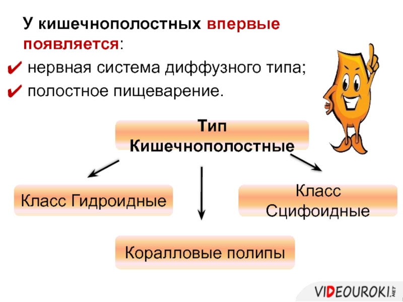 Нервная система диффузного типа