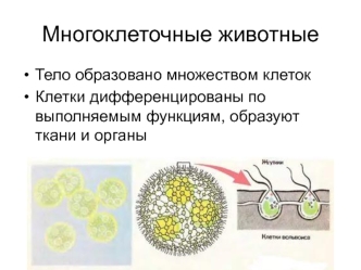 Губки и кишечнополостные