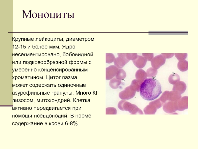 Ядро лейкоцитов человека