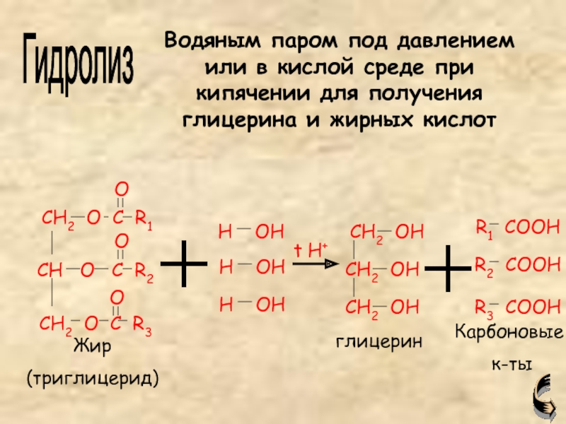 Гидролиз жиров стеариновая кислота. Гидролиз триглицеридов. Триолеат глицерина гидролиз. Триглицерин гидролиз. Ферментативный гидролиз триглицеридов.