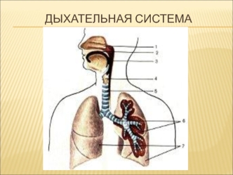 Дыхательная система