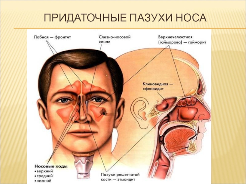 Пазухи в носу схема