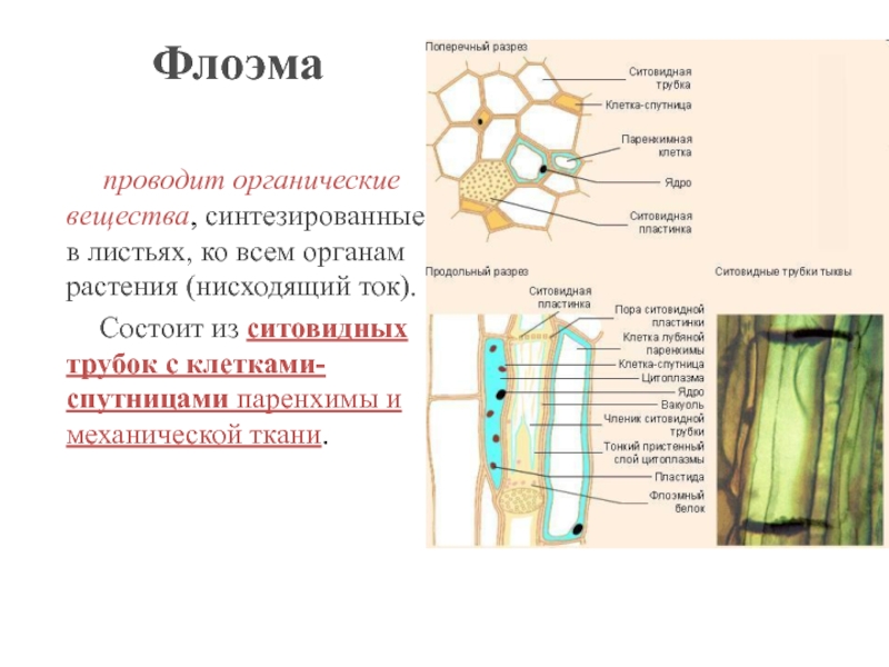 Ситовидные элементы флоэмы. Ситовидные клетки тыквы. Растительные ткани Ксилема флоэма. Проводящие элементы флоэмы – ситовидные трубки.