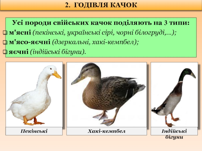 Курсовая работа: Біологічні особливості індиків та качок