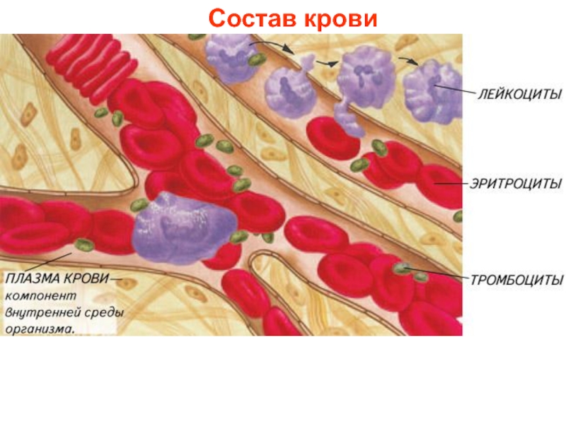 Внутренняя среда организма кровь иммунитет презентация