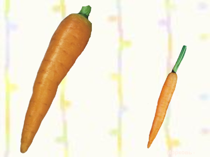 Песня морковочка. Морковь 17 см. Камминз морковка морковка Камминз.
