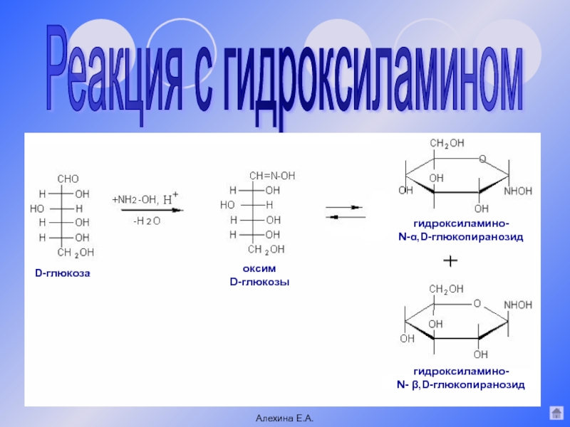 D глюкоза реакции. Взаимодействия фруктозы с гидроксиламином. Д галактоза и гидроксиламин. Взаимодействие Глюкозы с nh2oh. D галактоза гидроксиламин.
