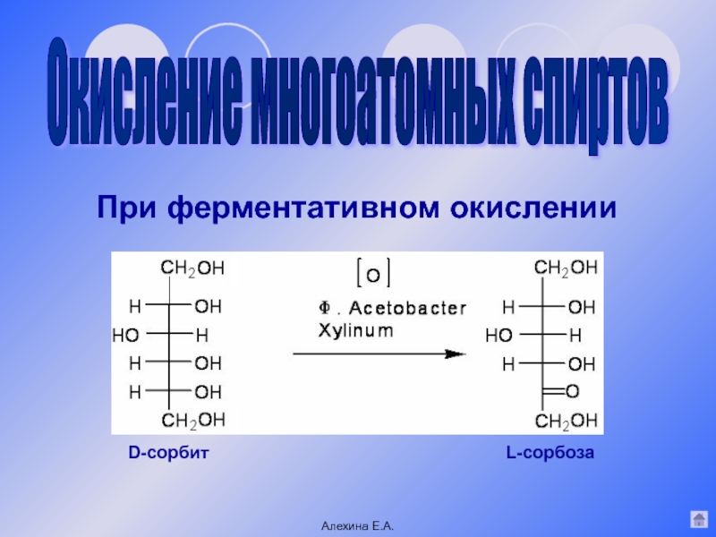 Окисление углеводов. Ферментативное окисление. Окисление сорбозы. Окисление сорбита. Сорбоза моносахарид.