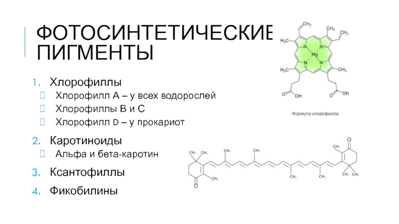 Хлорофилл в водорослях. Пигменты растений хлорофилл каротиноиды ксантофиллы. Каротин ксантофилл антоциан. Пигменты листа хлорофилл каротин. Ксантофилл это пигмент.