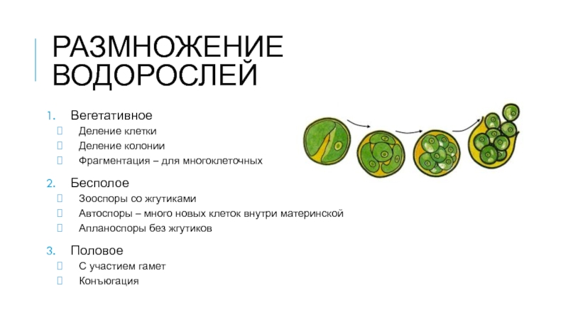 Споры водорослей. Вегетативное размножение водорослей. Водоросли размножающиеся делением клеток. Вегетативное деление клетки. Вегетативный способ размножения водорослей.