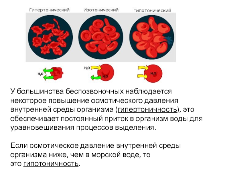 Реферат: Водно-солевой обмен