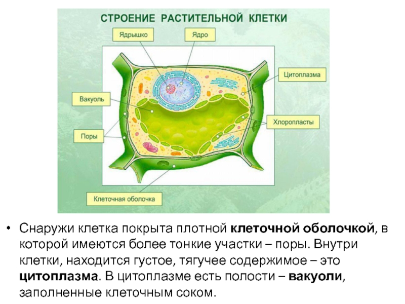 Где клетка. Ядрышко строение растительной. Строение растительной клетки клетки. Строение ядрышка растительной клетки. У растительной клетки есть ядрышко.