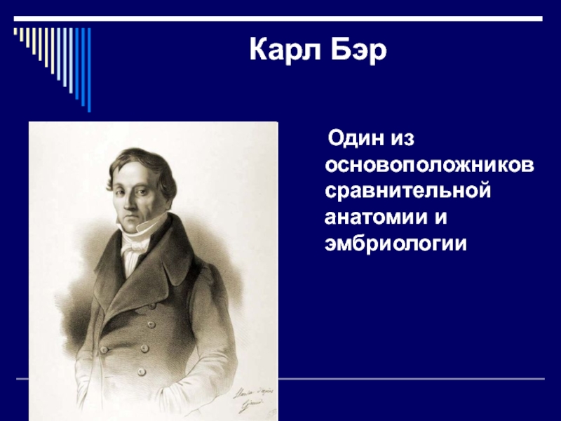 Бэр это. Сравнительная анатомия основоположник. Карл Бэр биология. Карл Бэр эмбриология. Основоположник эмбриологии.