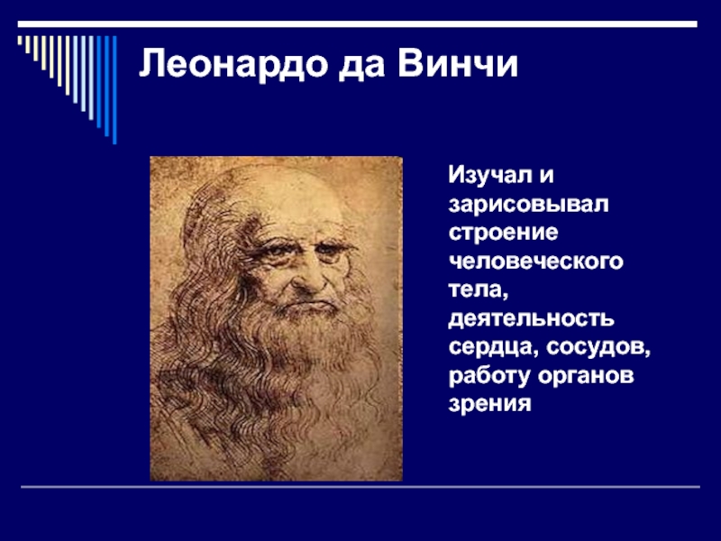 Июнь леонардо. Леонардо да Винчи изучал человеческое тело. Винчи Подик. История биологии. Ученые изучают Леонардо.