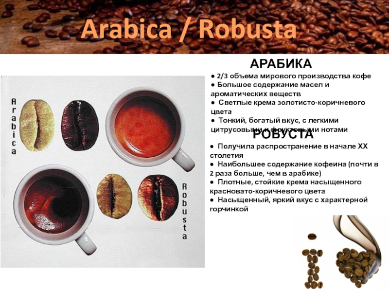 Арабика робуста вкус. Сорта кофе в зернах Арабика и Робуста. Сорт кофе Робуста и Арабика отличия. Сорта кофе Арабика и Робуста. Два сорта кофе Арабика и Робуста.