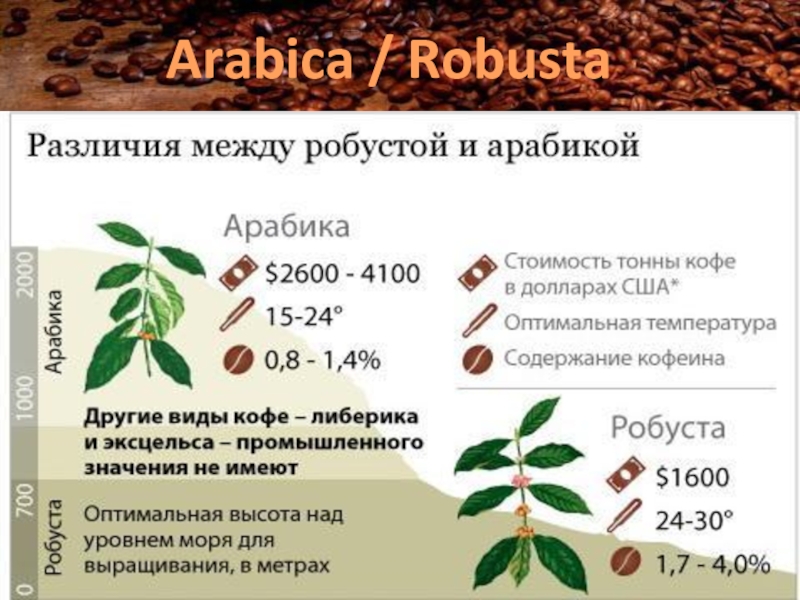 Арабика робуста вкус. Арабика Робуста разница. Сорт кофе Робуста и Арабика отличия. Сорта кофе Арабика и Робуста. Отличие зерен арабики от робусты.