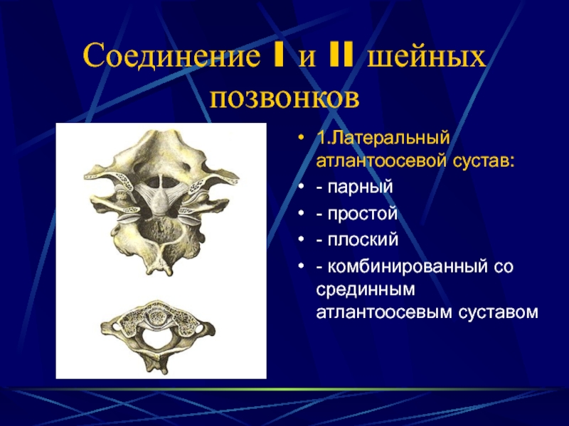 Соединение позвоночника с черепом. Латеральный атлантоосевой сустав. Срединный Атлант осевой сустав. Атланто аксиальный сустав характеристика. Латеральный атланто затылочный сустав.