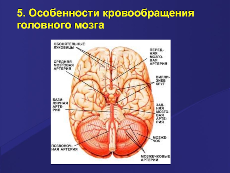 Схема мозгового кровообращения