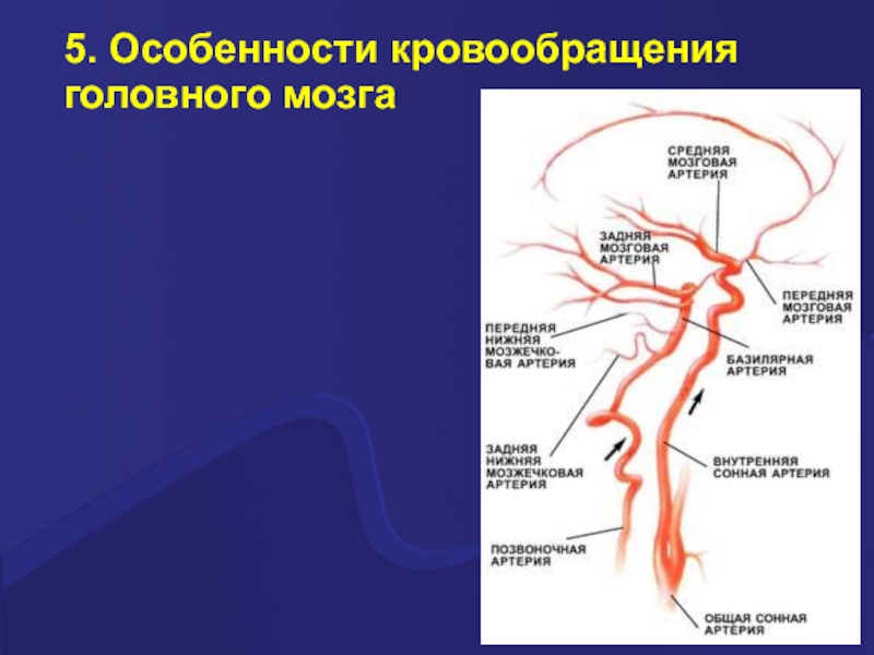 Круг кровообращения головы. Особенности кровоснабжения головы. Особенности кровообращения мозга. Особенности мозгового кровоснабжения. Особенности кровотока головного мозга.