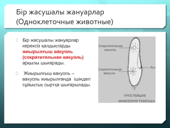 Бір жасушалы жануарлар