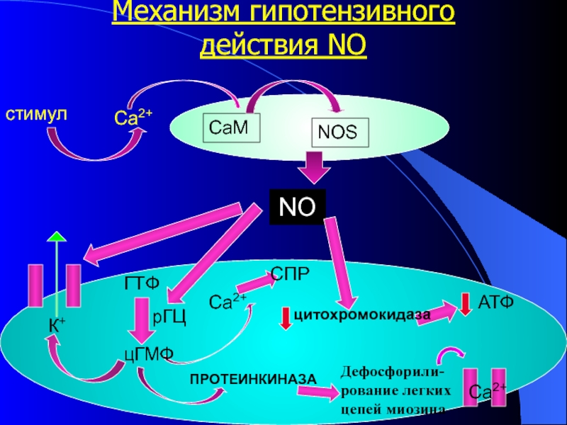 Протеинкиназа а. Активация протеинкиназы g. Механизм активации протеинкиназы g. ЦГМФ механизм действия. ЦГМФ И протеинкиназа.