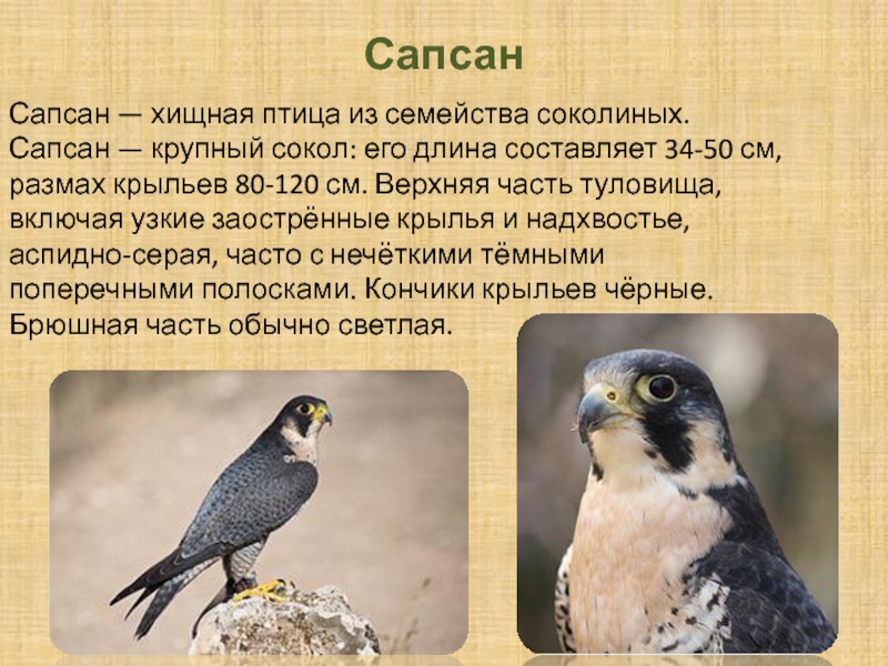 Сапсан птица фото и описание