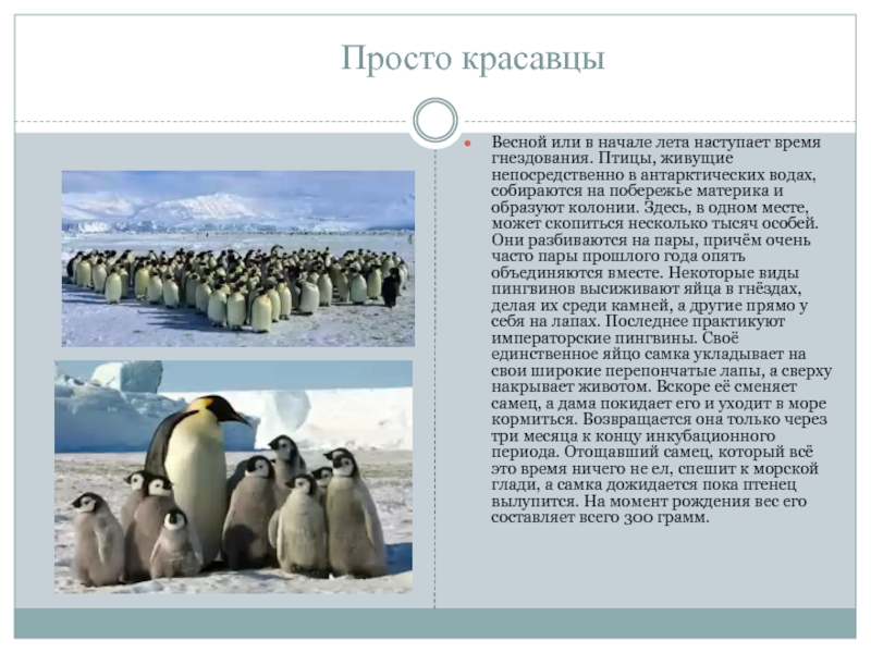 Как животные приспособились к жизни в антарктиде. Животные Антарктиды презентация. Информация о животных Антарктиды. Сообщение на тему животные Антарктиды. Доклад про животных Антарктиды.