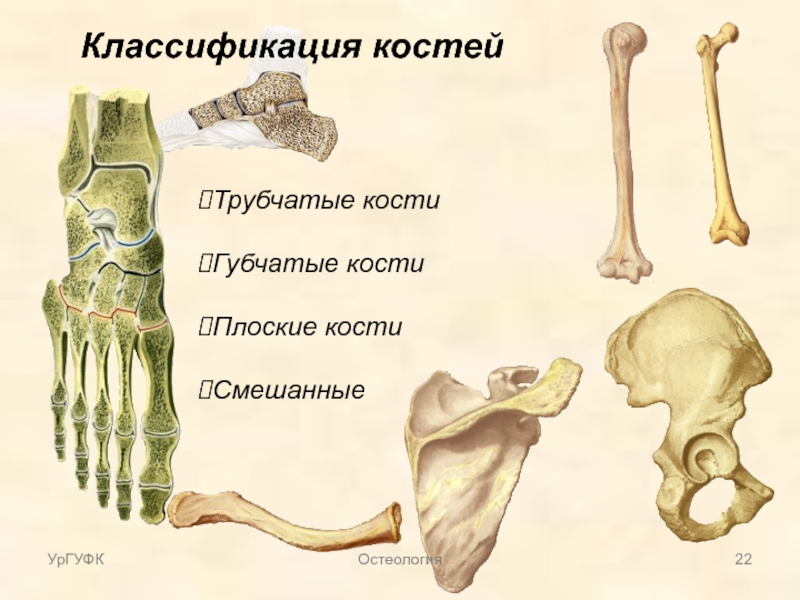 Губчатые кости заполнены. Трубчатые кости и губчатые кости. Трубчатые губчатые плоские кости на скелете. Губчатая короткая трубчатая длинная кости. Классификация костей анатомия трубчатые.