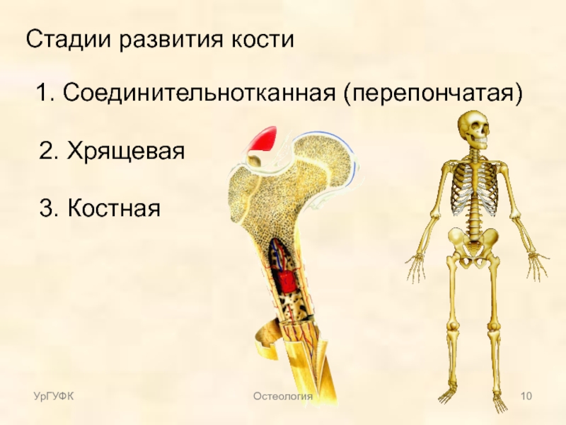 Кости 3 1. Три стадии развития костей. Перепончатая стадия развития костей. Стадии развития костей: 1 . . . 2 . . .3 . . .. Соединительнотканная стадия развития кости.