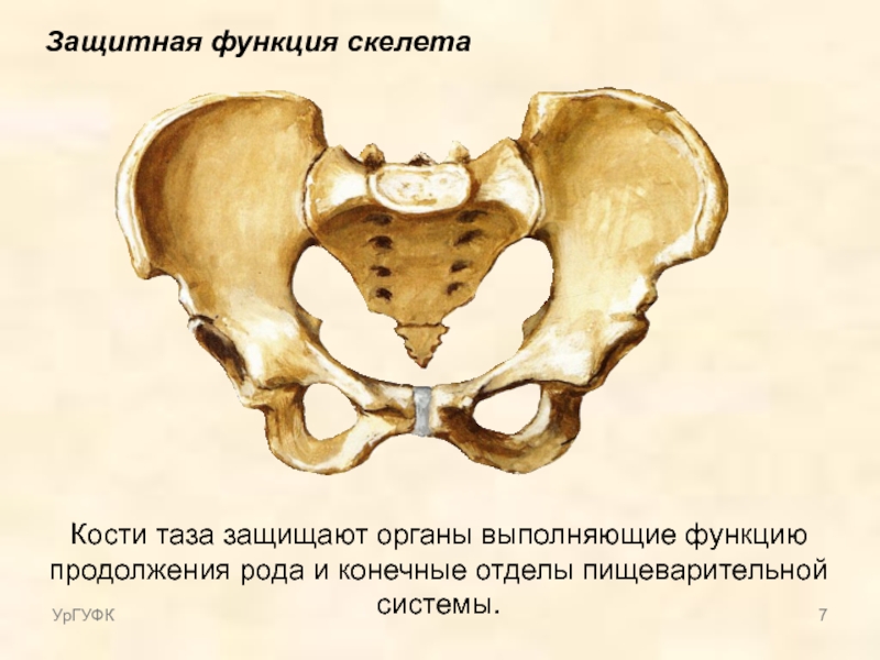 Таз отдел скелета. Кости таза. Функции тазовой кости. Строение таза. Роль костей таза.