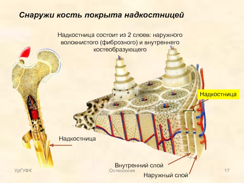 Чем покрыта кость снаружи. Слои кости периост. Строение кости периост. Надкостница эндост костный. Снаружи кость покрыта надкостницей.