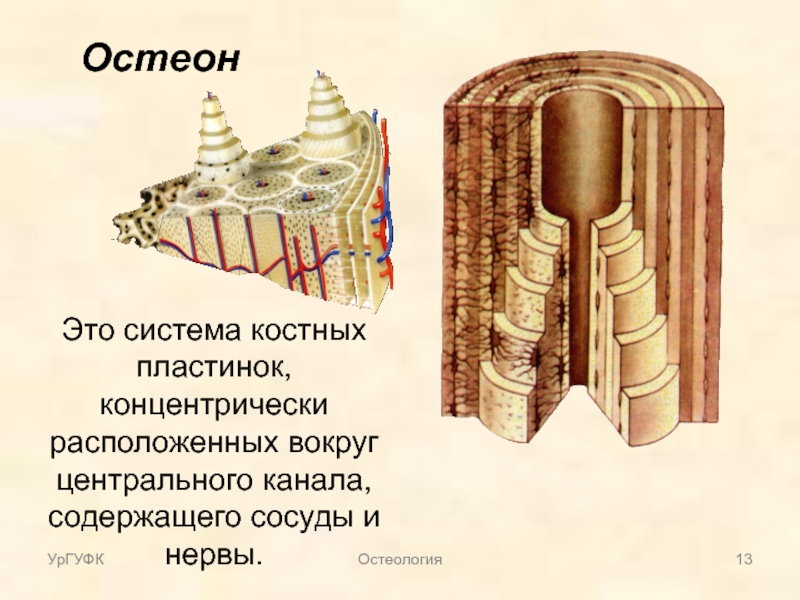 Костные пластинки. Остеон это система костных пластинок расположенных. Остеон гаверсова система. Строение пластинки остеона. Строение остеона биология 8 класс.