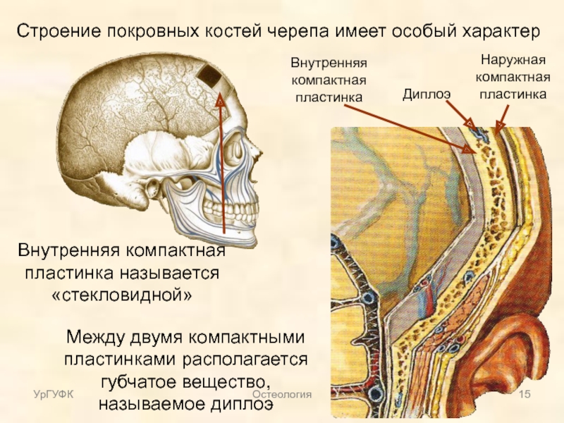 Костные ткани черепа. Строение покровных костей черепа. Внутренняя пластинка свода черепа. Кости свода черепа строение. Особенности строения костей свода черепа.