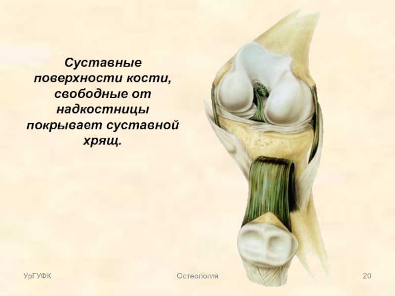 Поверхности сустава. Суставные поверхности. Суставные поверхности сустава. Суставные поверхности костей покрыты. Хрящ покрывающий суставные поверхности костей.