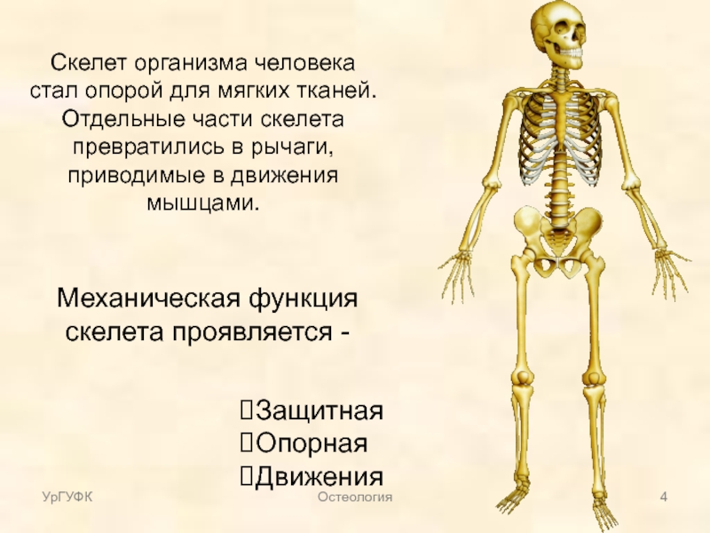 Функции скелета задних конечностей. Части скелета. Организм человека скелет. Механические функции скелета человека.