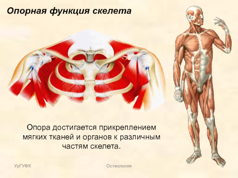 Опорная функция скелета человека