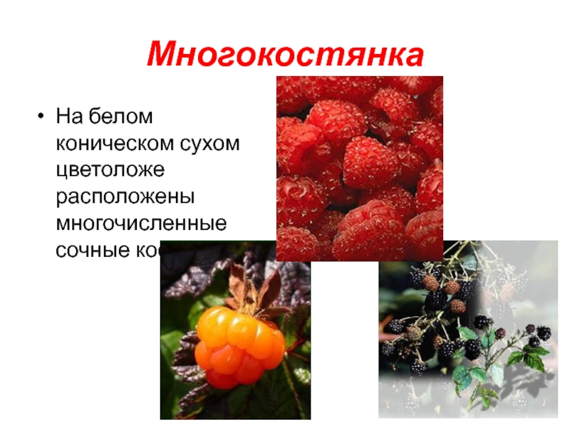 Многокостянка плод фото