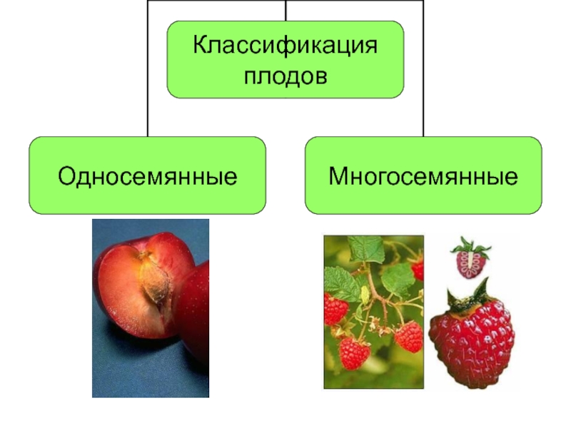 Виды плодов презентация