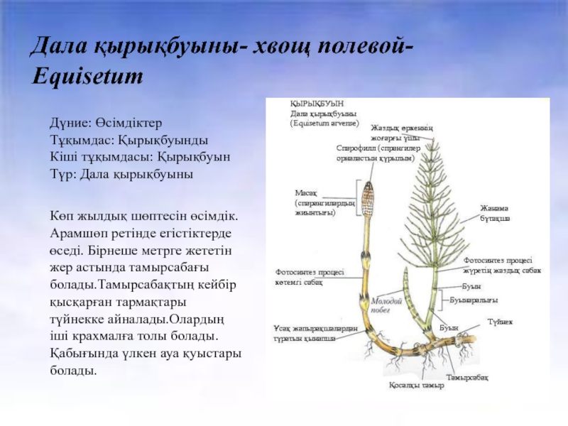 Хвощ полевой строение рисунок