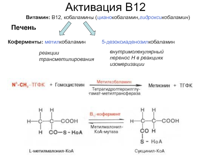 Cianocobalamina estructura quimica