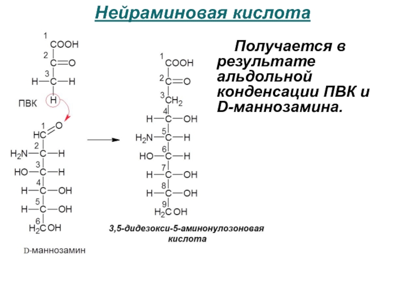 Пвк образуется в результате. D нейраминовая кислота биологическая роль. Строение d нейраминовой кислоты. Нейраминовая кислота формула структурная. Формула нейраминовой кислоты.