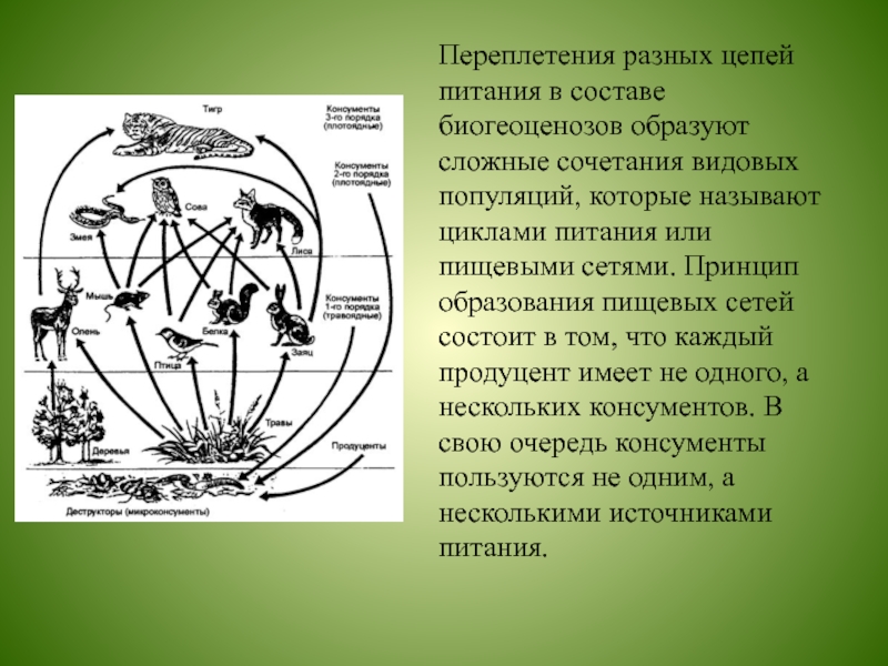 Рассмотрите схему пищевой сети опушки леса выберите все верно составленные пищевые цепи