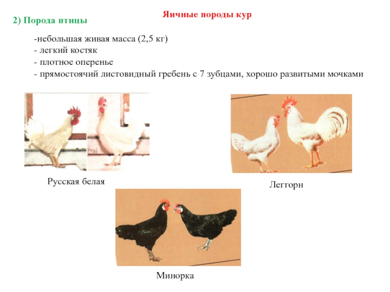 Породы кур презентация