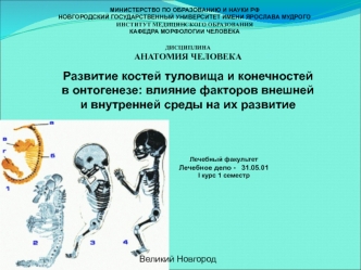 Развитие костей туловища и конечностей в онтогенезе: влияние факторов внешней и внутренней среды на их развитие