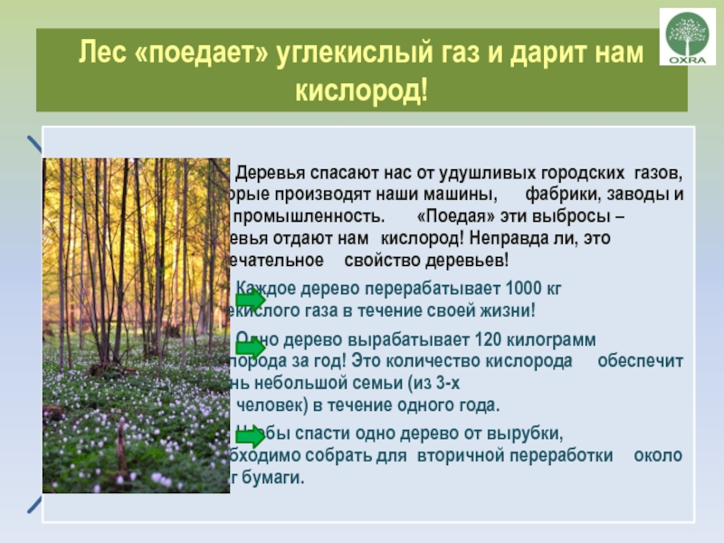Лес «поедает» углекислый газ и дарит нам кислород!