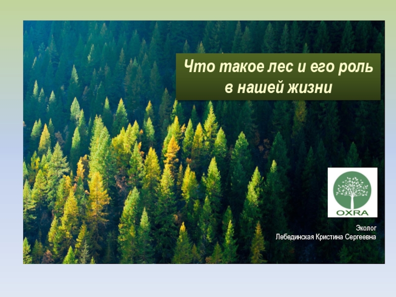 Что такое лес и его роль в нашей жизни Эколог  Лебединская Кристина Сергеевна