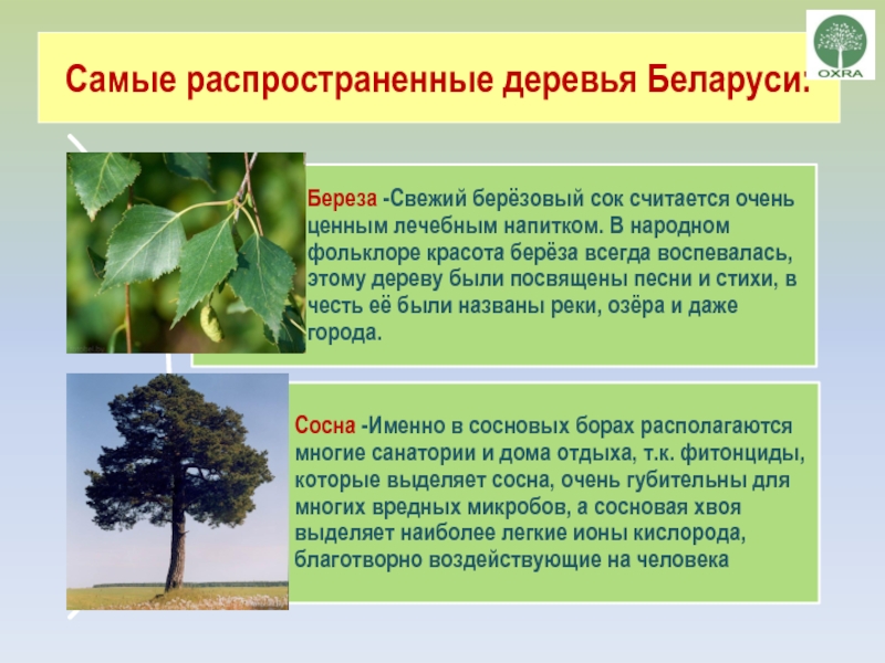Самые распространенные деревья Беларуси: