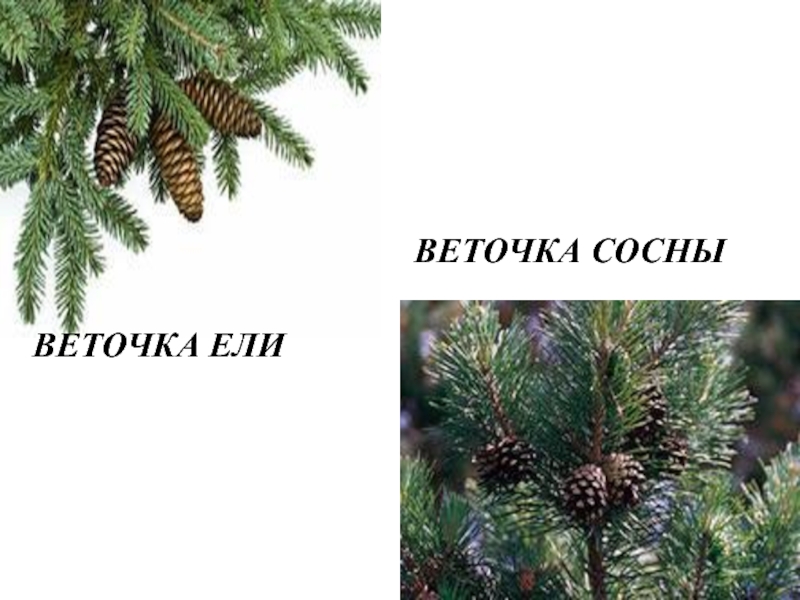 Словосочетание ветка ели