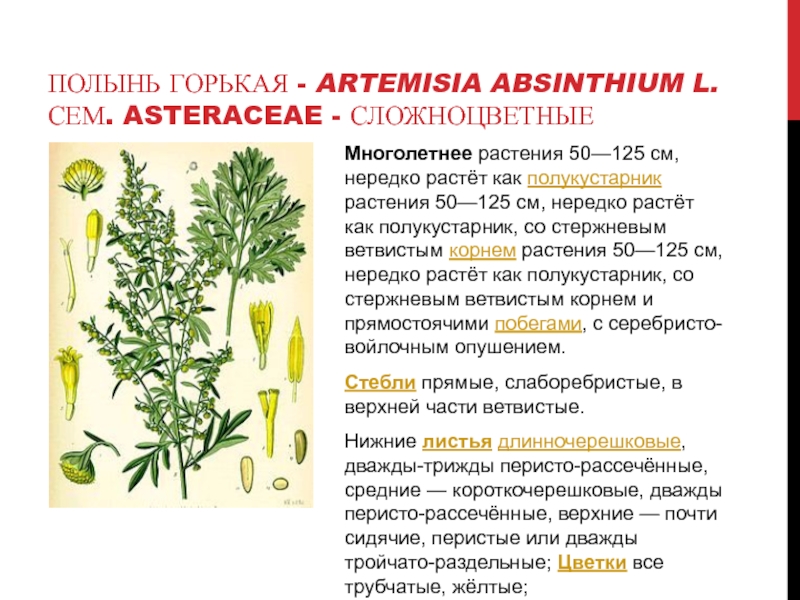 Чем отличается полынь горькая от полыни обыкновенной