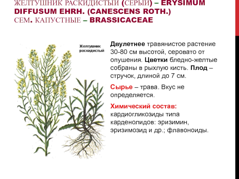 Желтушник молочник 4 буквы